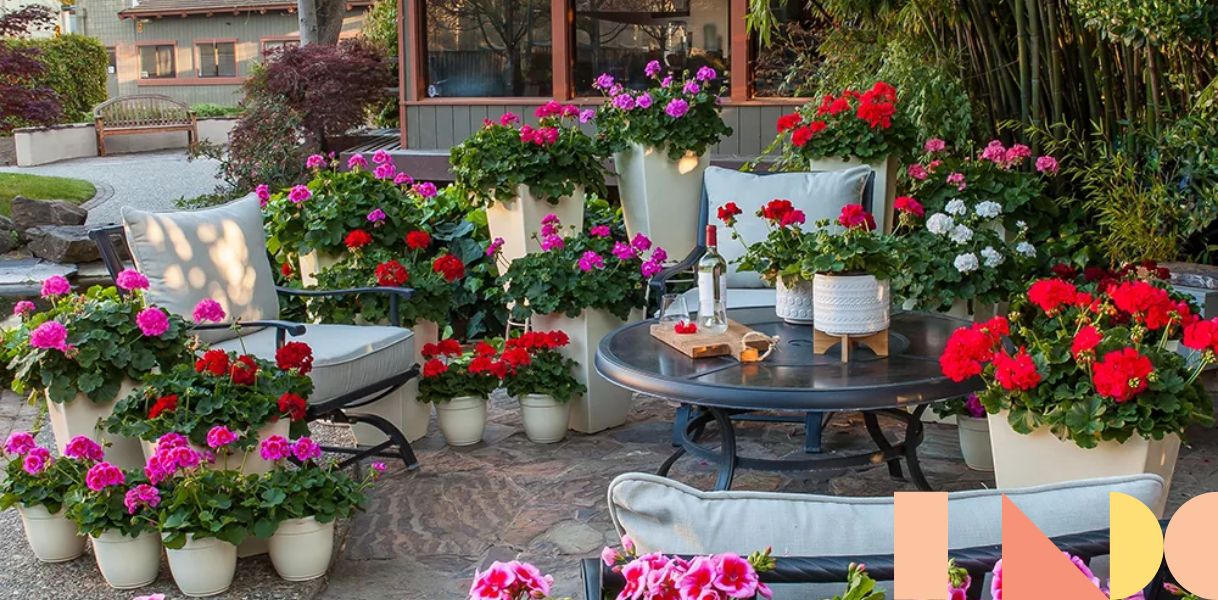 Roberta's 4-Piece Caliope Cascade Violet Geranium Plants