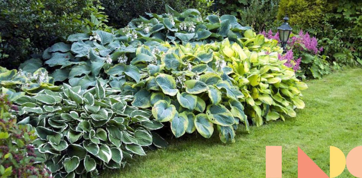 Roberta's 3-Pc Large and Luscious Hosta Assortment