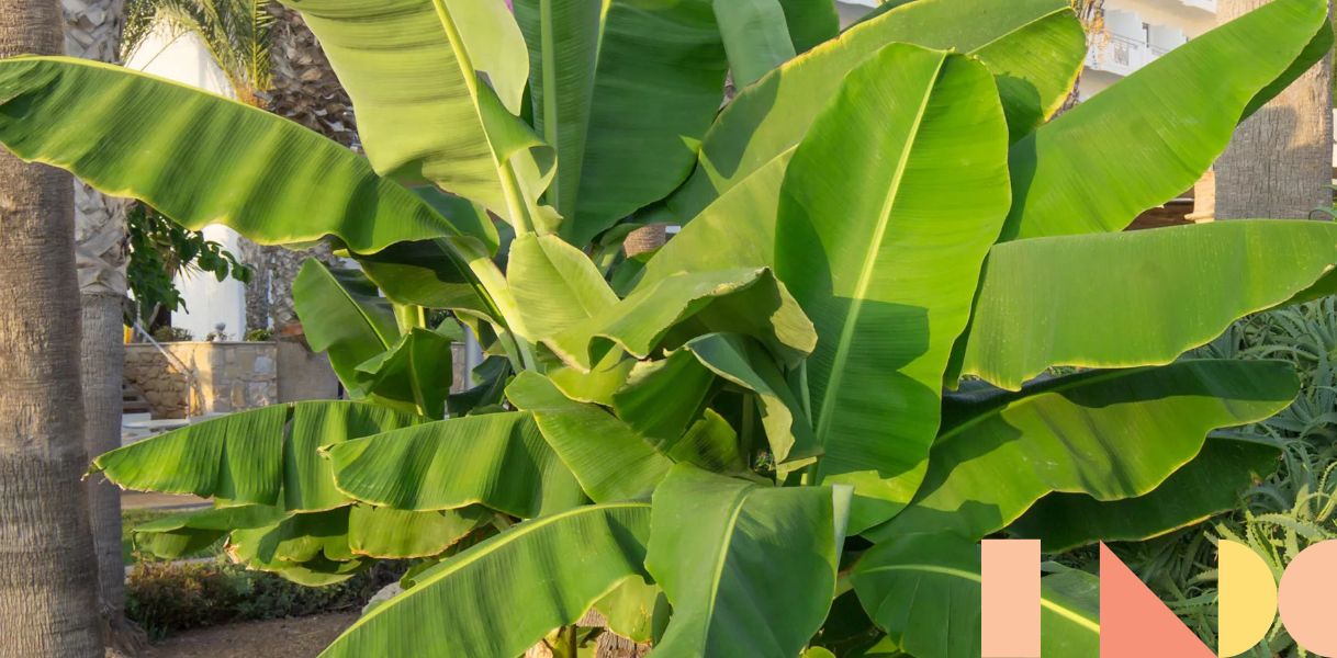 Cottage Farms Basjoo Hardy Banana