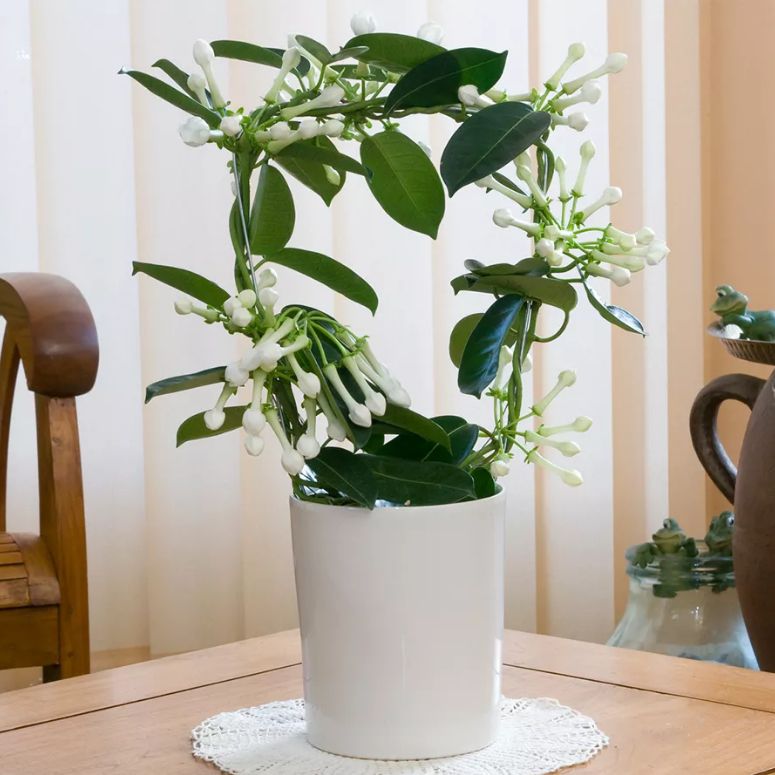 Gardening Trends — Garden & Outdoor Living —