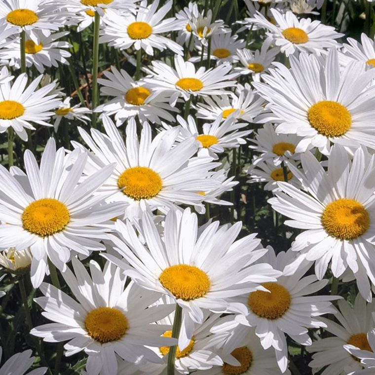 Garden Center — For the Home