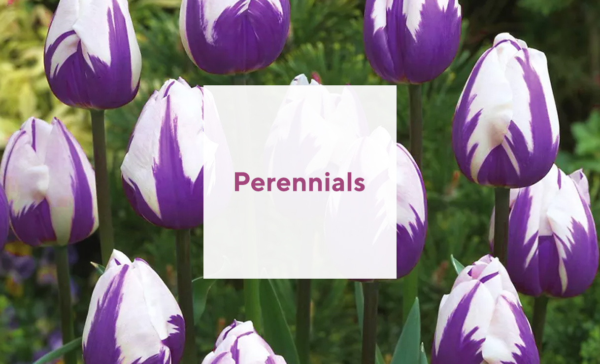 Plants, Bulbs & Trees