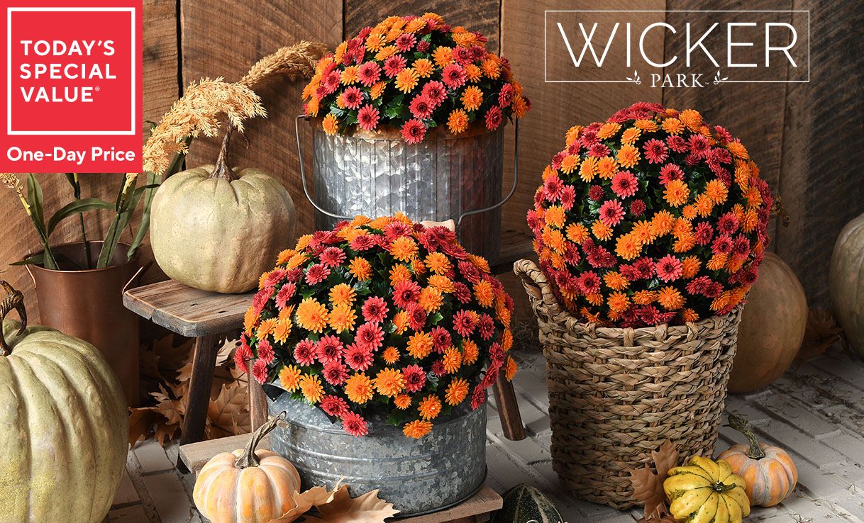 Today's Special Value® One-Day Price: Wicker Park Set of (2) 10" or 12" Faux Mum Garden Sphere.