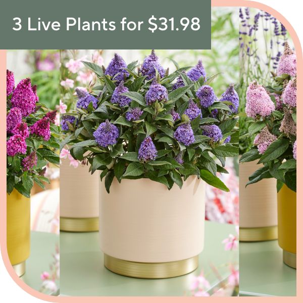 3 Live Plants for $31.98