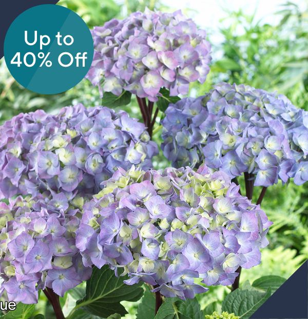 Up to 40% Off