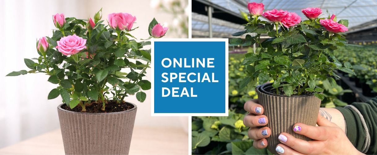 Online Special Deal
