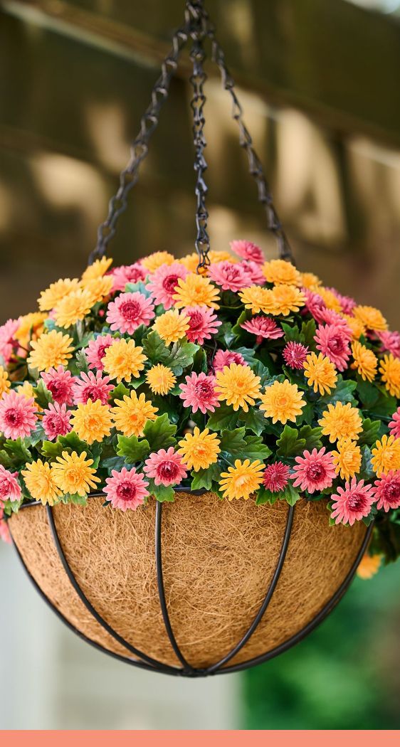 Offers on Fall & Halloween Décor