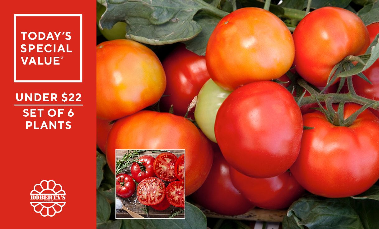 Qvc Robertas 6 Piece Patio Beefsteak Tomatoes Live Plants Tvshoppingqueens