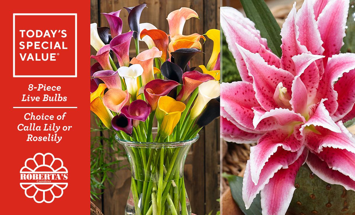 (QVC) Roberta's 8pc Calla Lily or Roselily Live Bulbs with Fertilizer