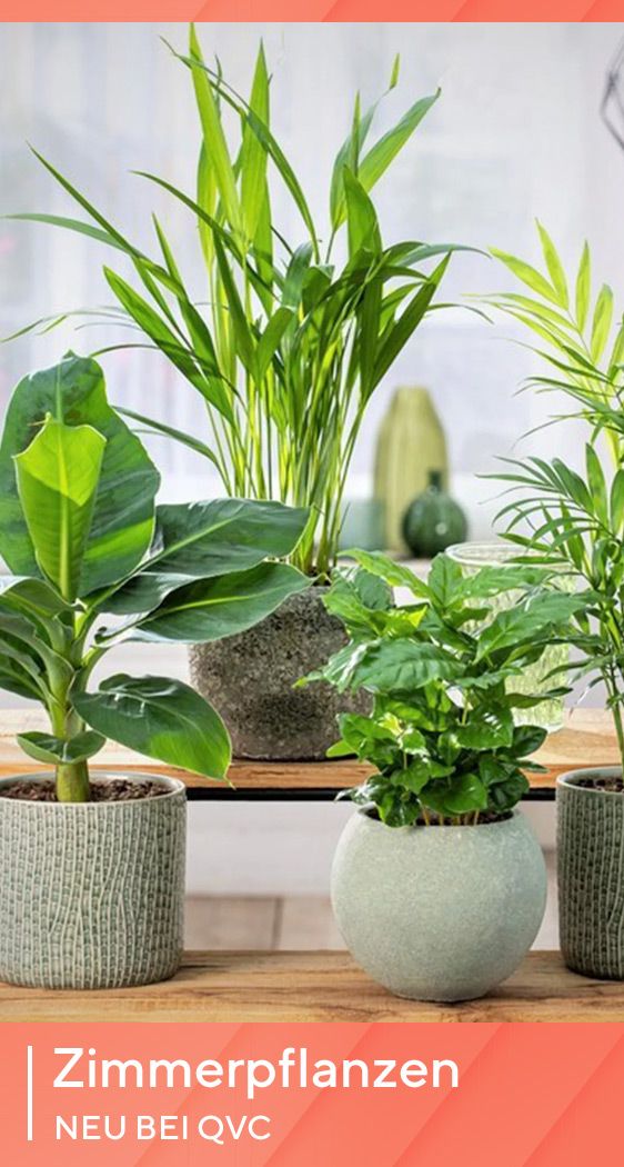 Zimmerpflanzen