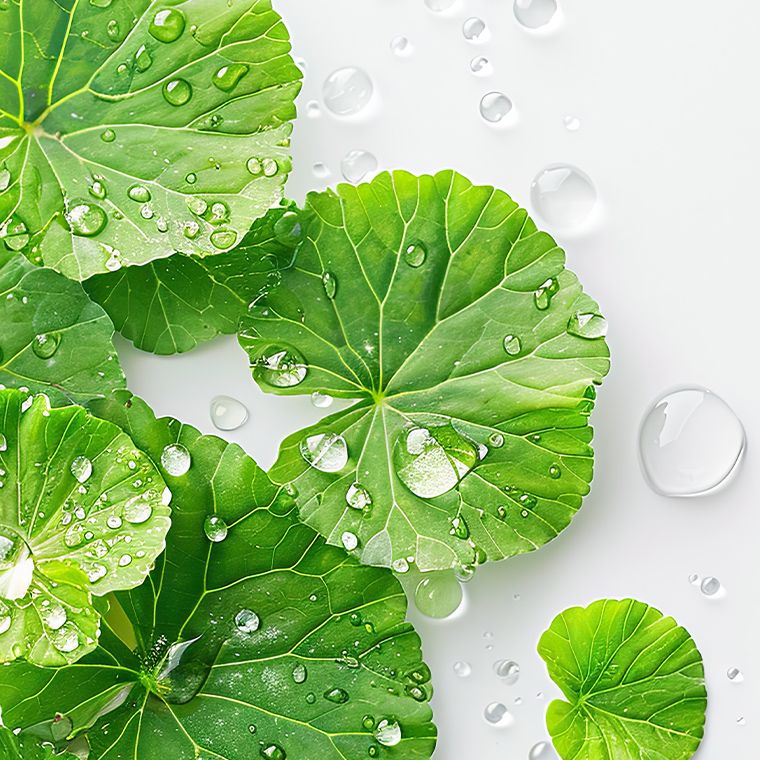 ツボクサエキス