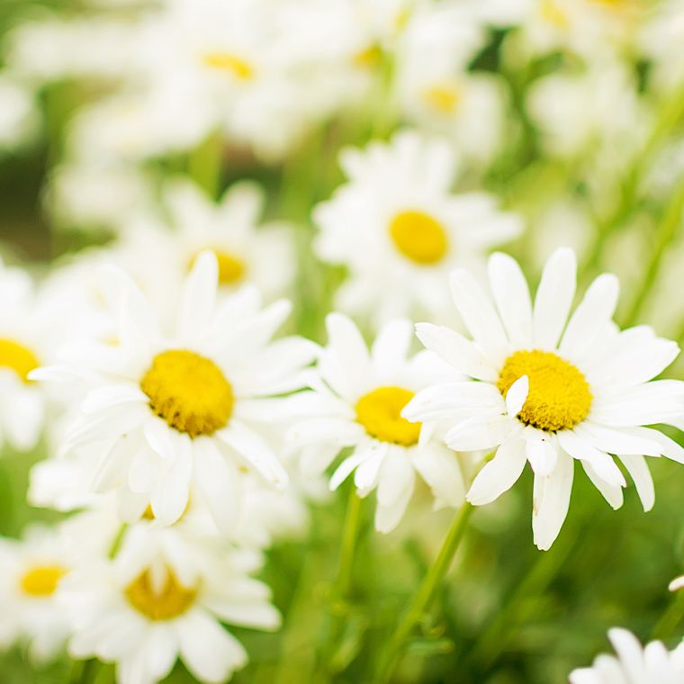 カミツレ花エキス
