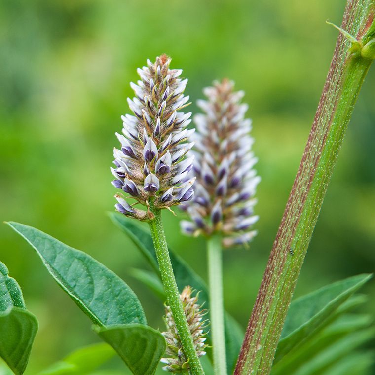 カンゾウ根エキス