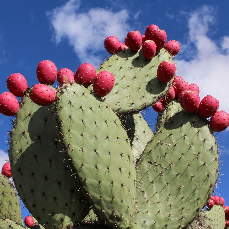 ウチワサボテンオイル