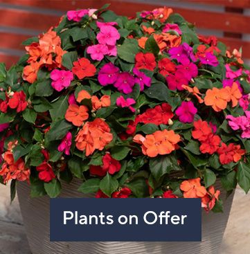 Plants on Offer