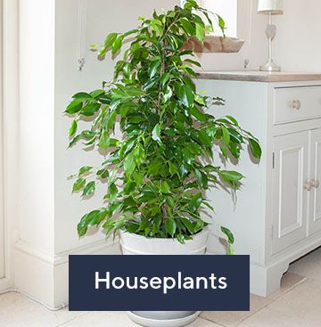 Houseplants