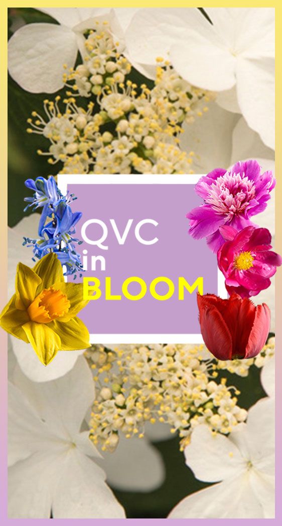 QVC  award winning plants