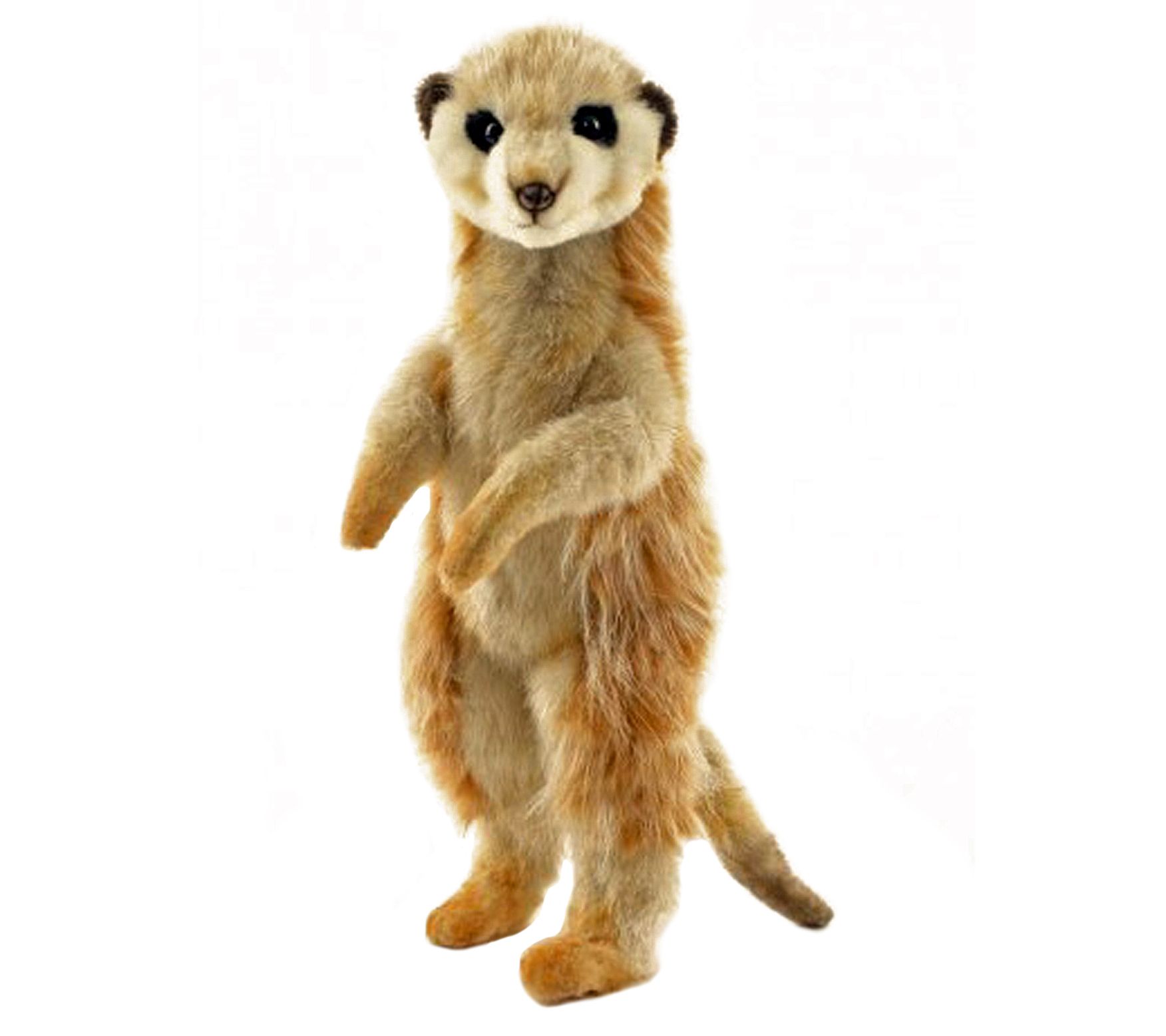 hansa meerkat