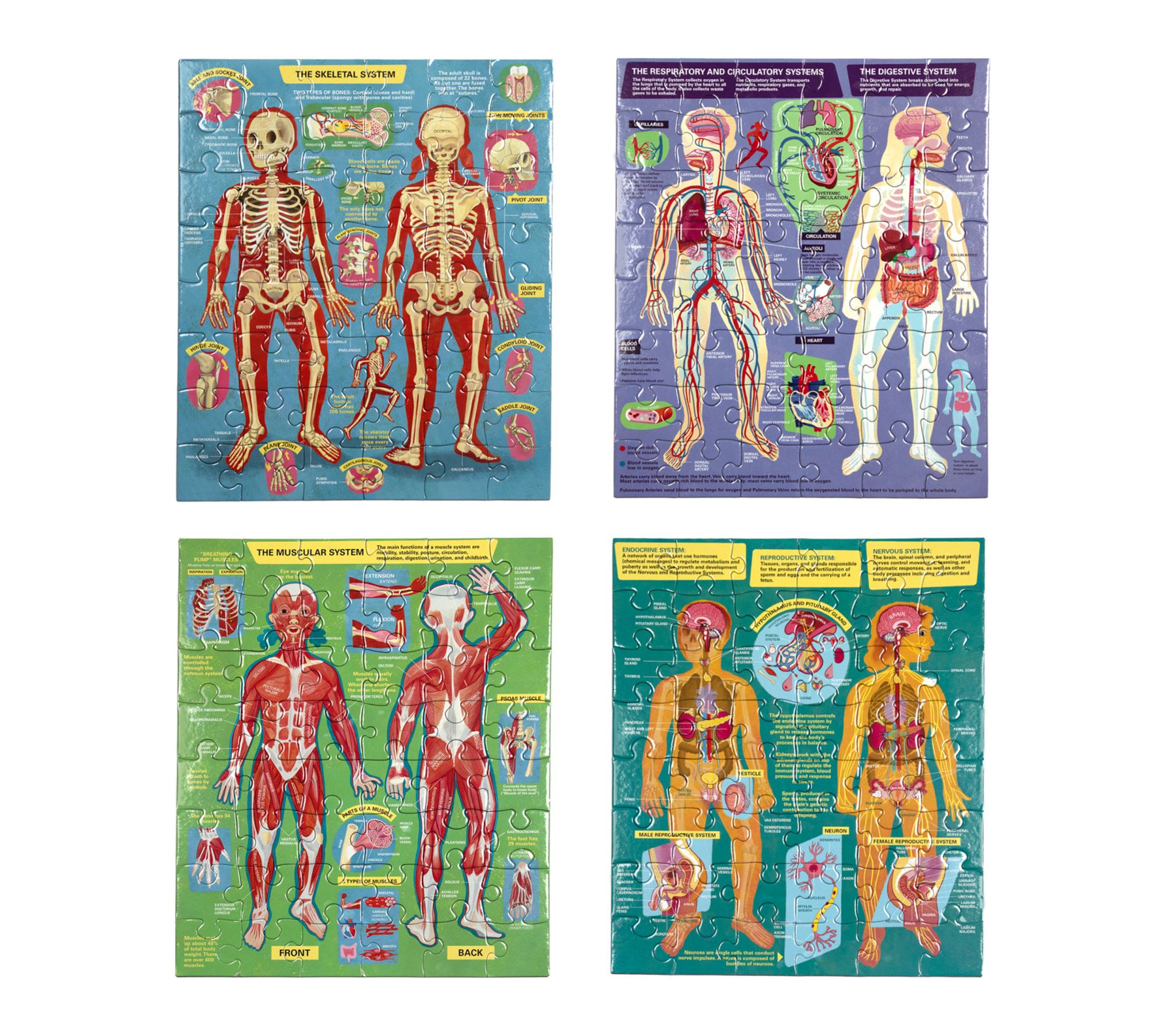 eeBoo Ready to Learn Human Anatomy 4-Puzzles