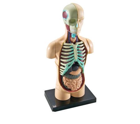 Human Body Anatomy Model by Learning Resources