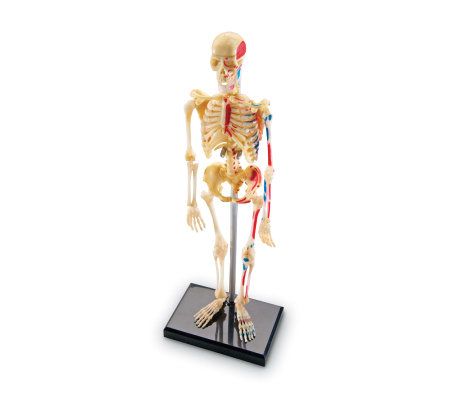 Human Body Anatomy Model by Learning Resources