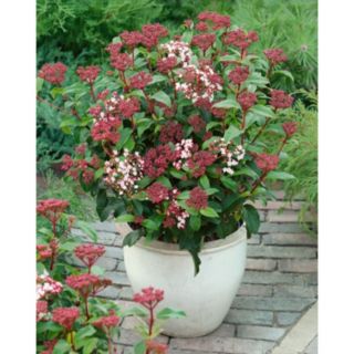 Plants2Gardens Viburnum Tinus Lisa Rose in 4.5 Litre Pot