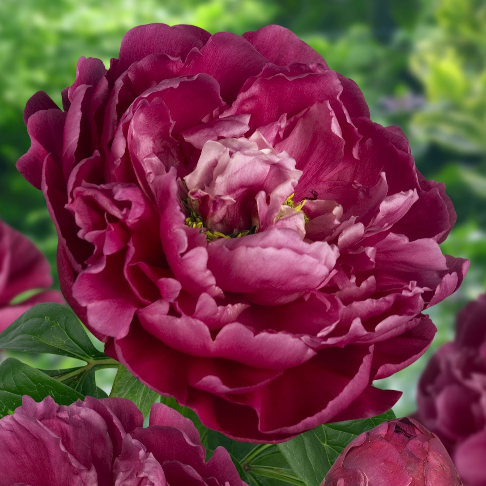 Plants2Gardens Plant Supports & Pair of Peony Bare Roots QVC UK