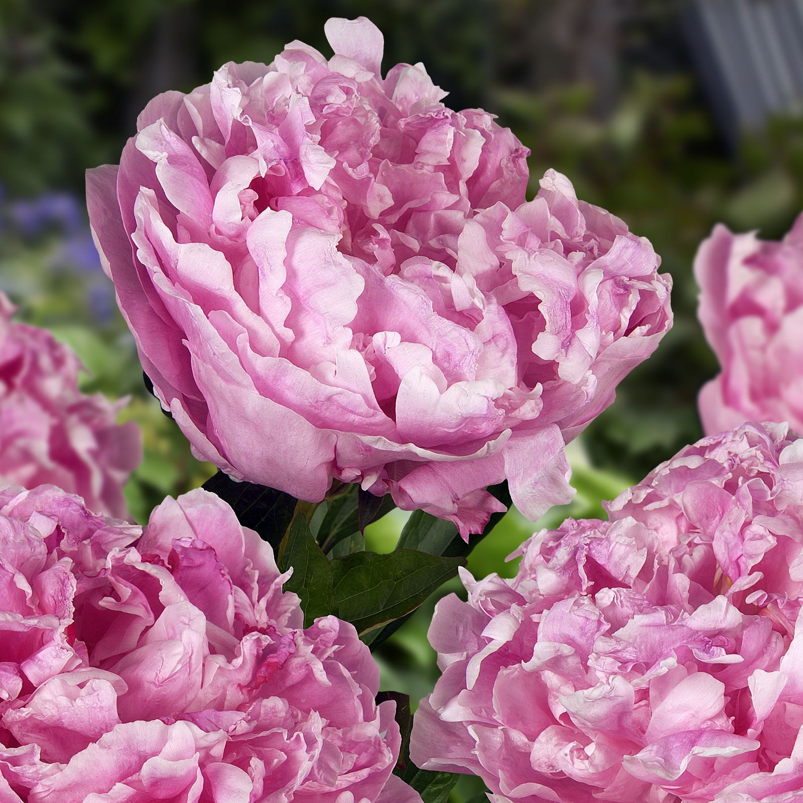 Plants2Gardens Plant Supports & Pair of Peony Bare Roots QVC UK