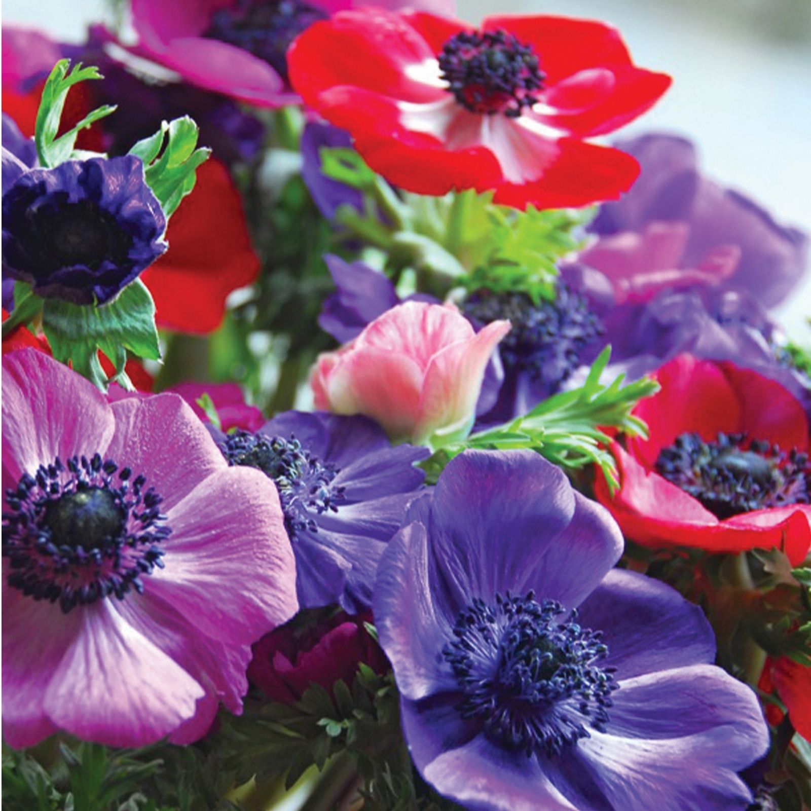 50 Anemone De Caen Mixed Colours - QVC UK