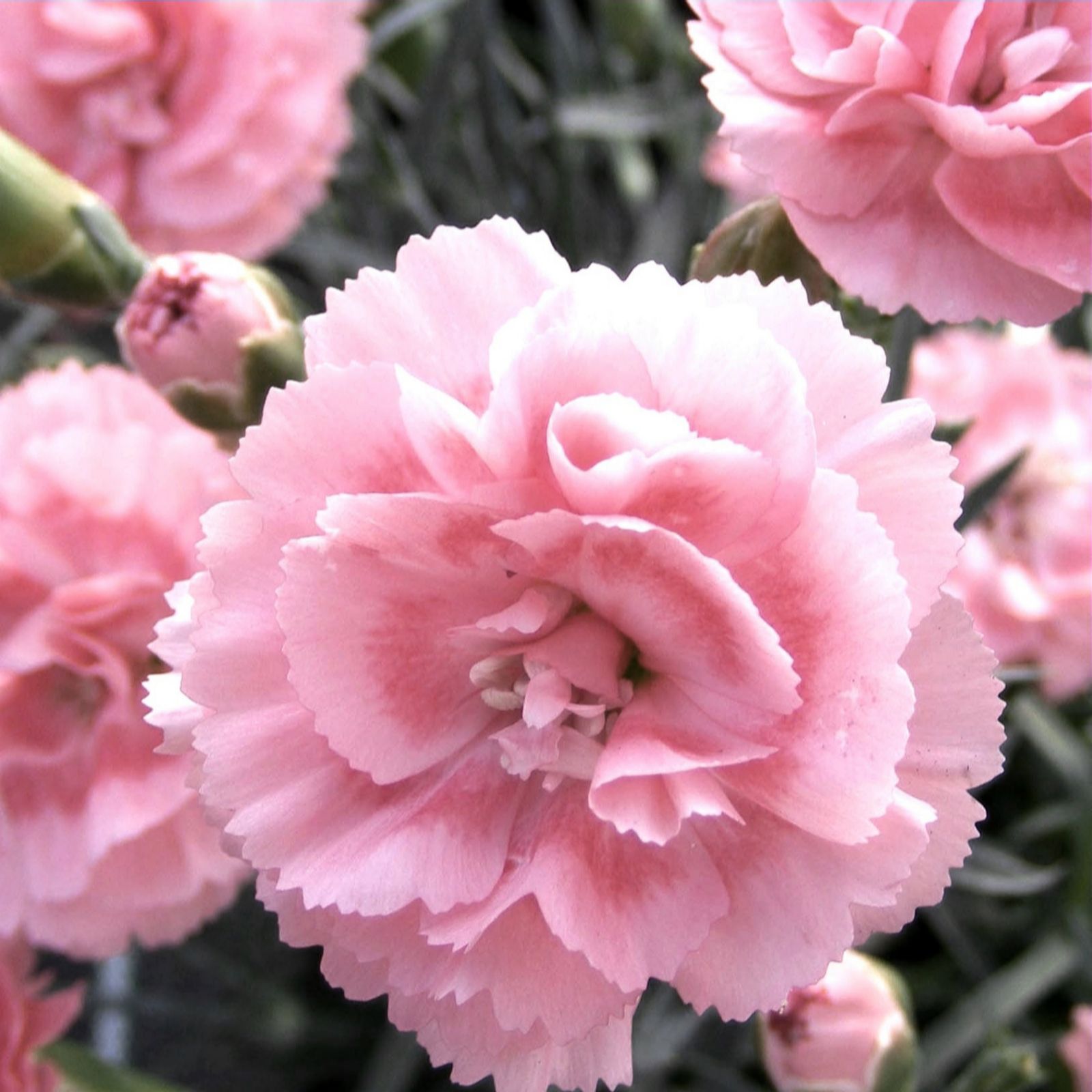 Whetman Pinks 'Scent First' English Pinks 15 x Mixed Plug Plants QVC UK