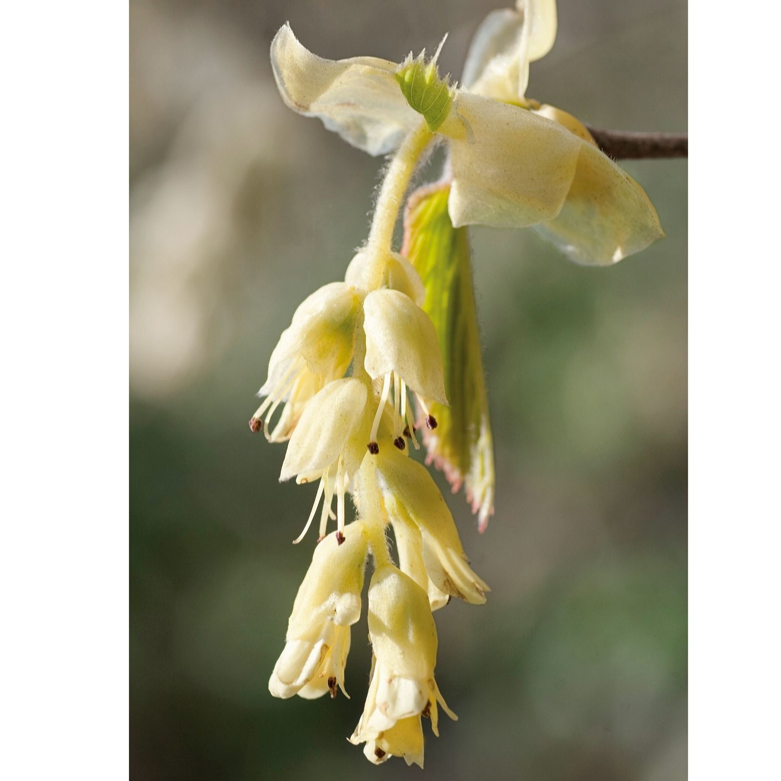 Plants2Gardens Corylopsis Pauciflora Hardy Shrub