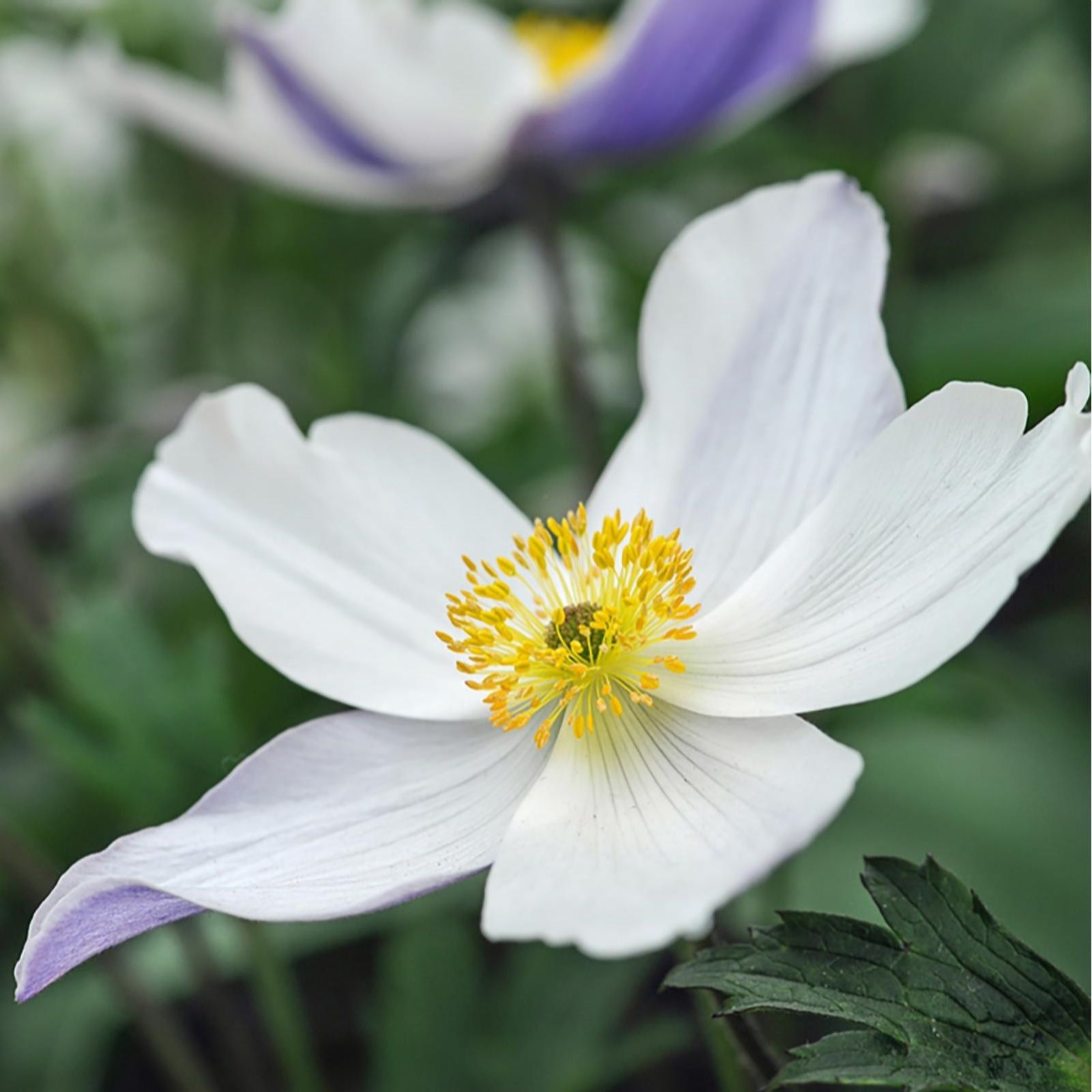 Thompson & Morgan Anemone Wild Swan 7cm Pot x 2