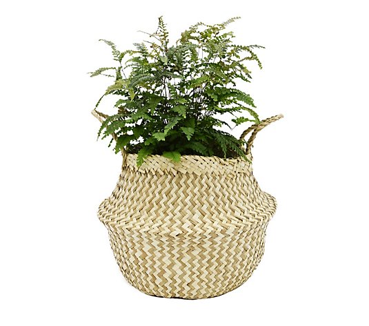 Ivyline Seagrass Chevron Basket Planter with Fern