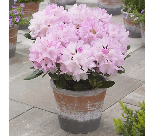 Hayloft Plants 3 x Dwarf Rhododendron Collection in 11cm Pots