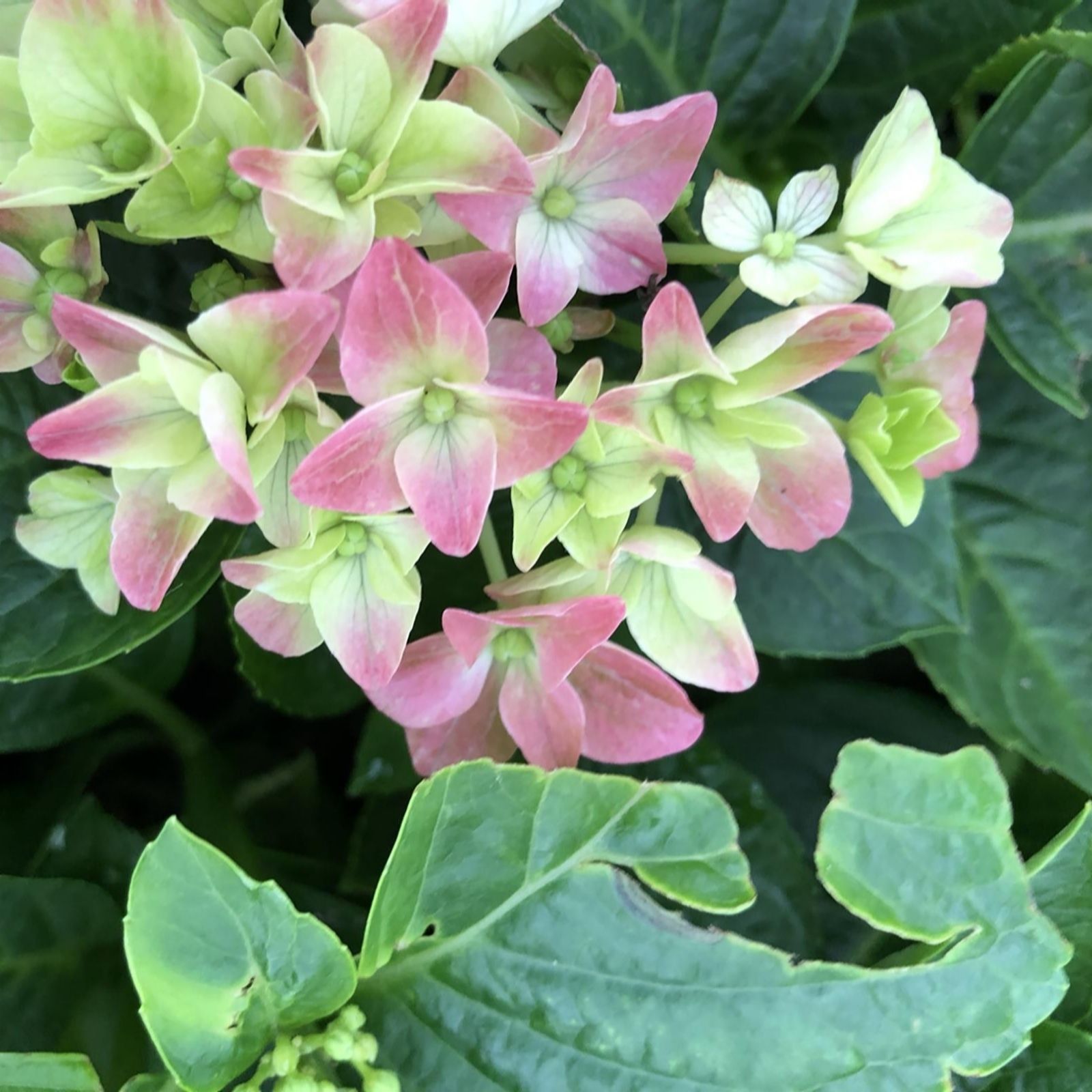 Hayloft Plants 2 x Colour Changing Patio Hydrangeas - QVC UK