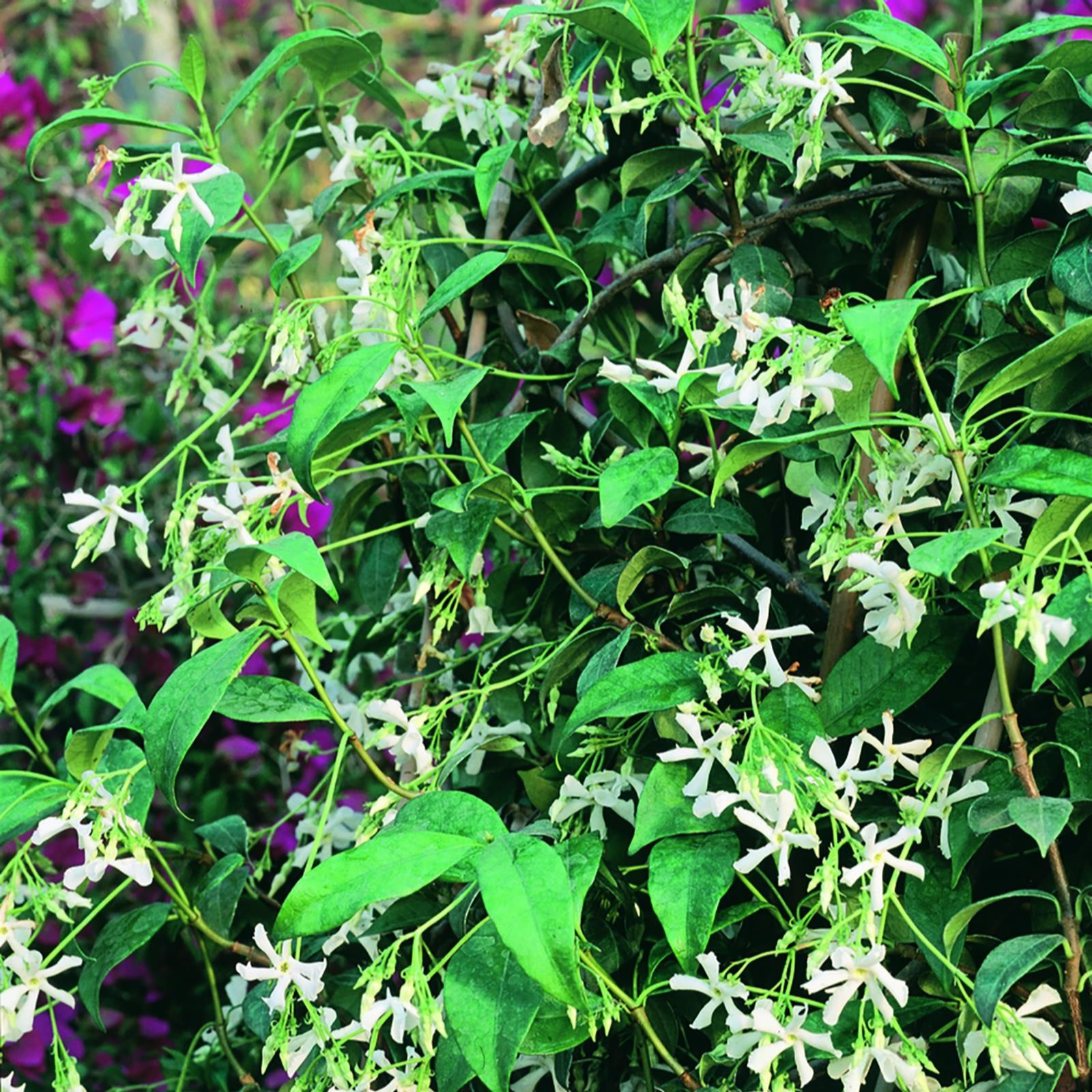 Plants2Gardens Trachelospermum Jasminoides 2ltr - QVC UK