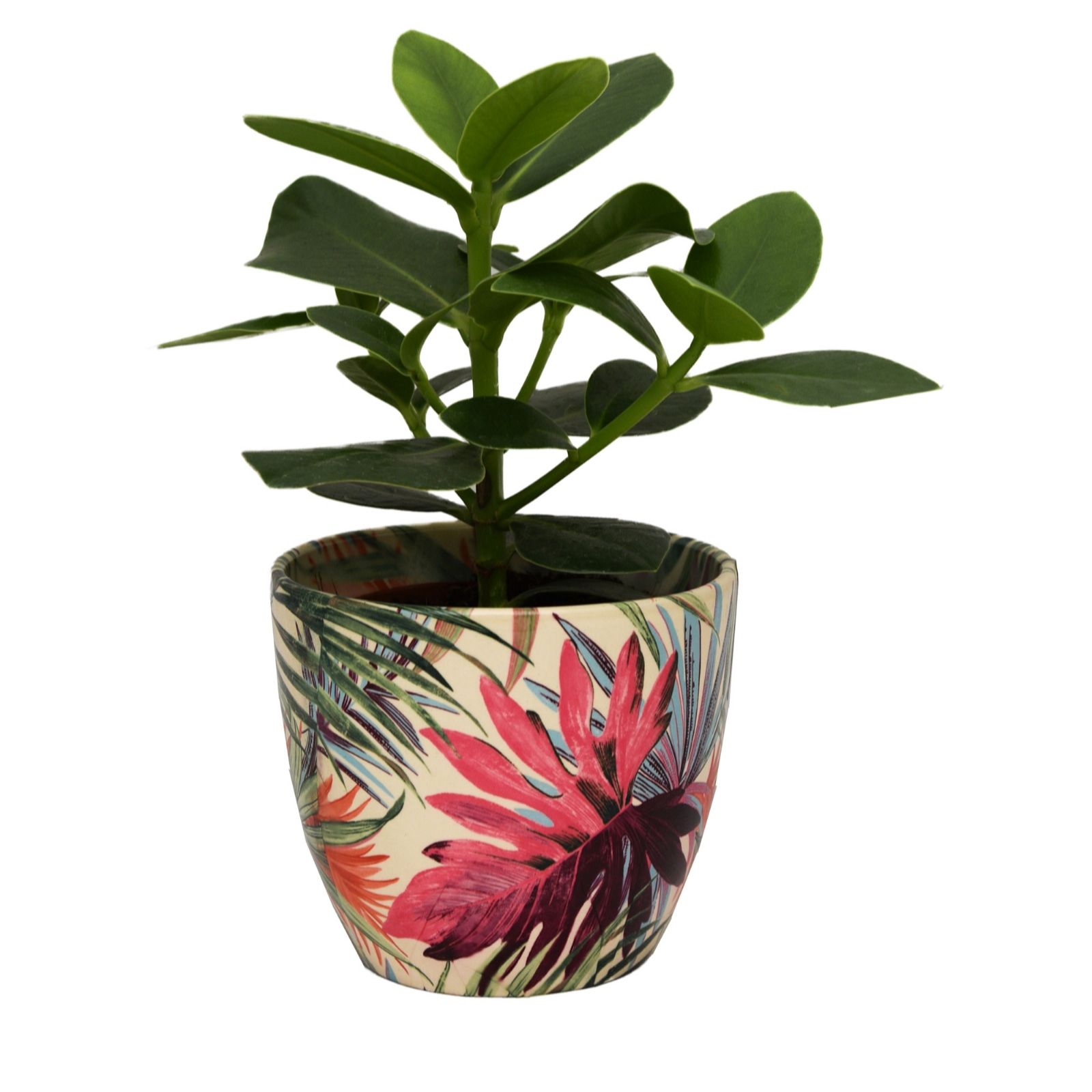 Ivyline Tropical 16cm Planter with Autograph Plant QVC UK