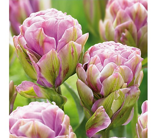 de Jager Very Special & Rare Tulip Prana x 12