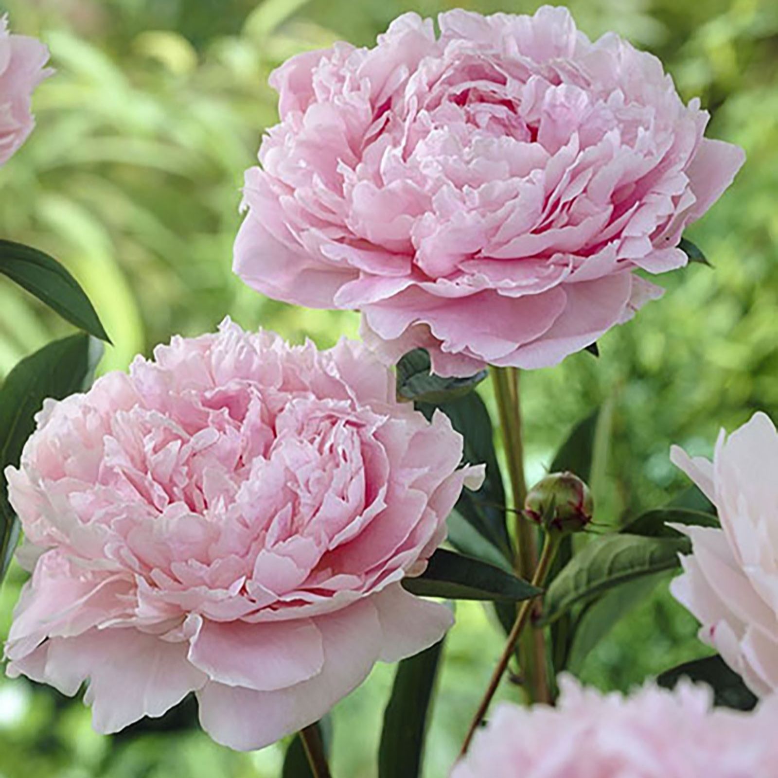 Hayloft Plants 3 x Peony Bare Roots QVC UK