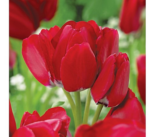 de Jager 15 x Multiflowering Club Tulips