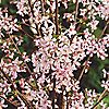 Plants2Gardens Prunus Nipponica Ruby in 5 Litre Pot, 1 of 3