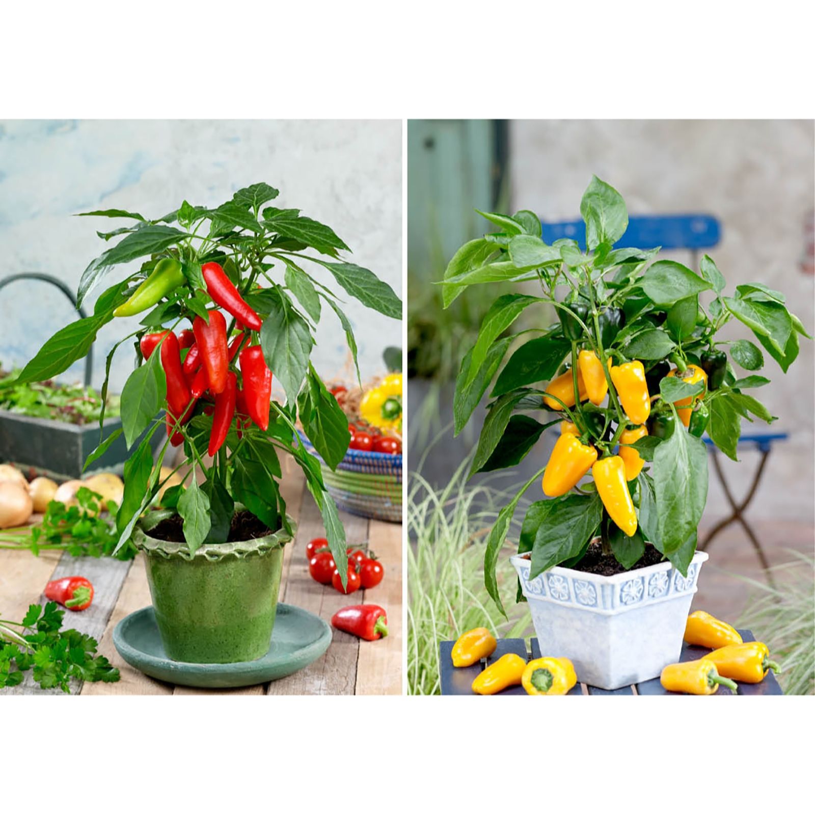 Suttons Windowsill Vegetable Collection QVC UK