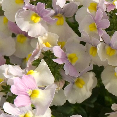 12 x Vanilla Scented Nemesia Young Plants - QVC UK