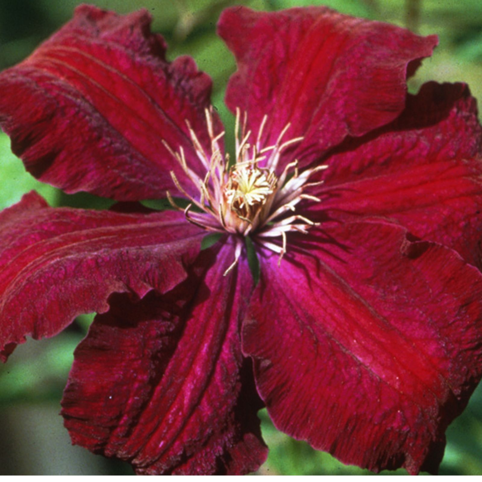 Mont Rose 6 Mixed Clematis Plug Plants QVC UK