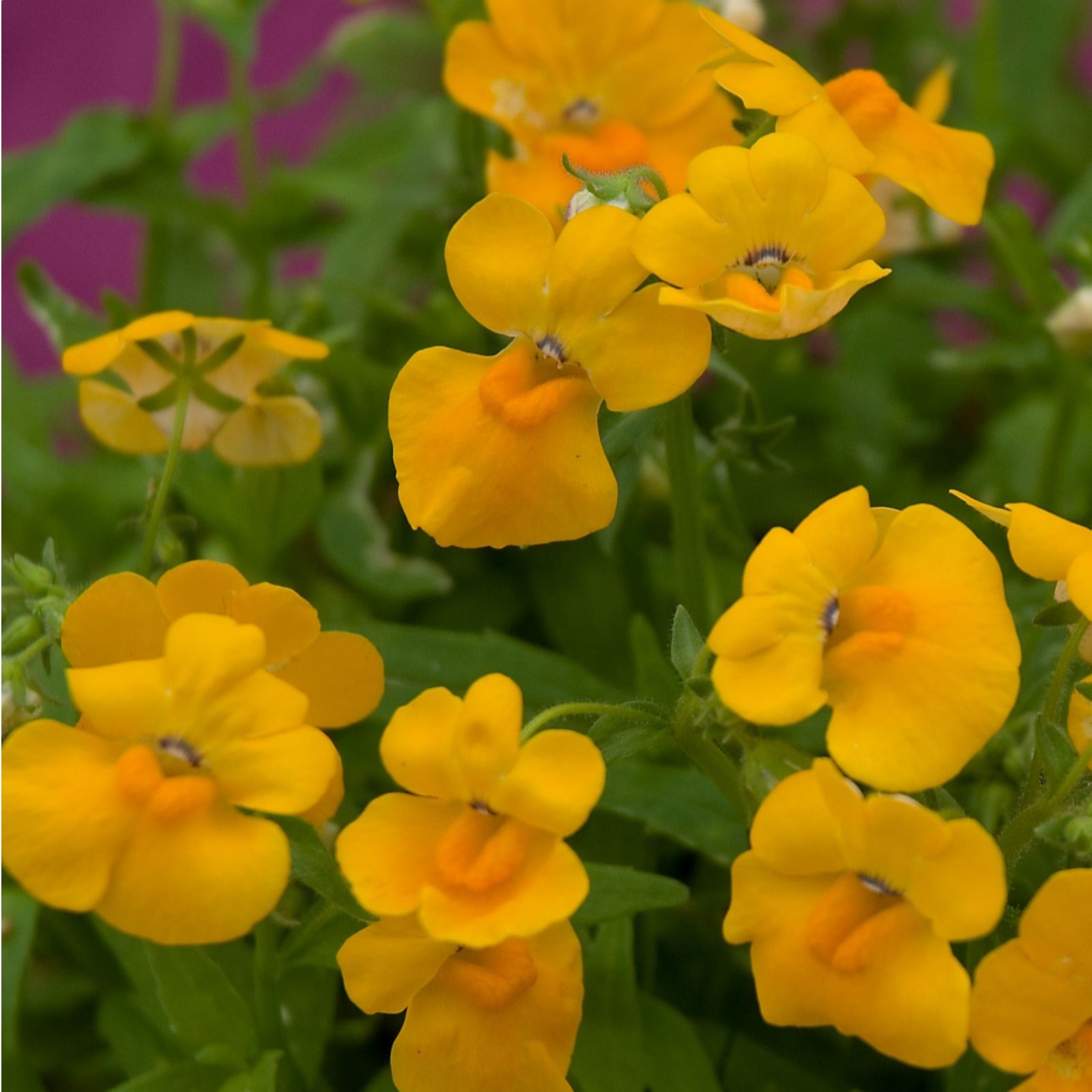 10 x Scented Nemesia Angelart Young Plants QVC UK