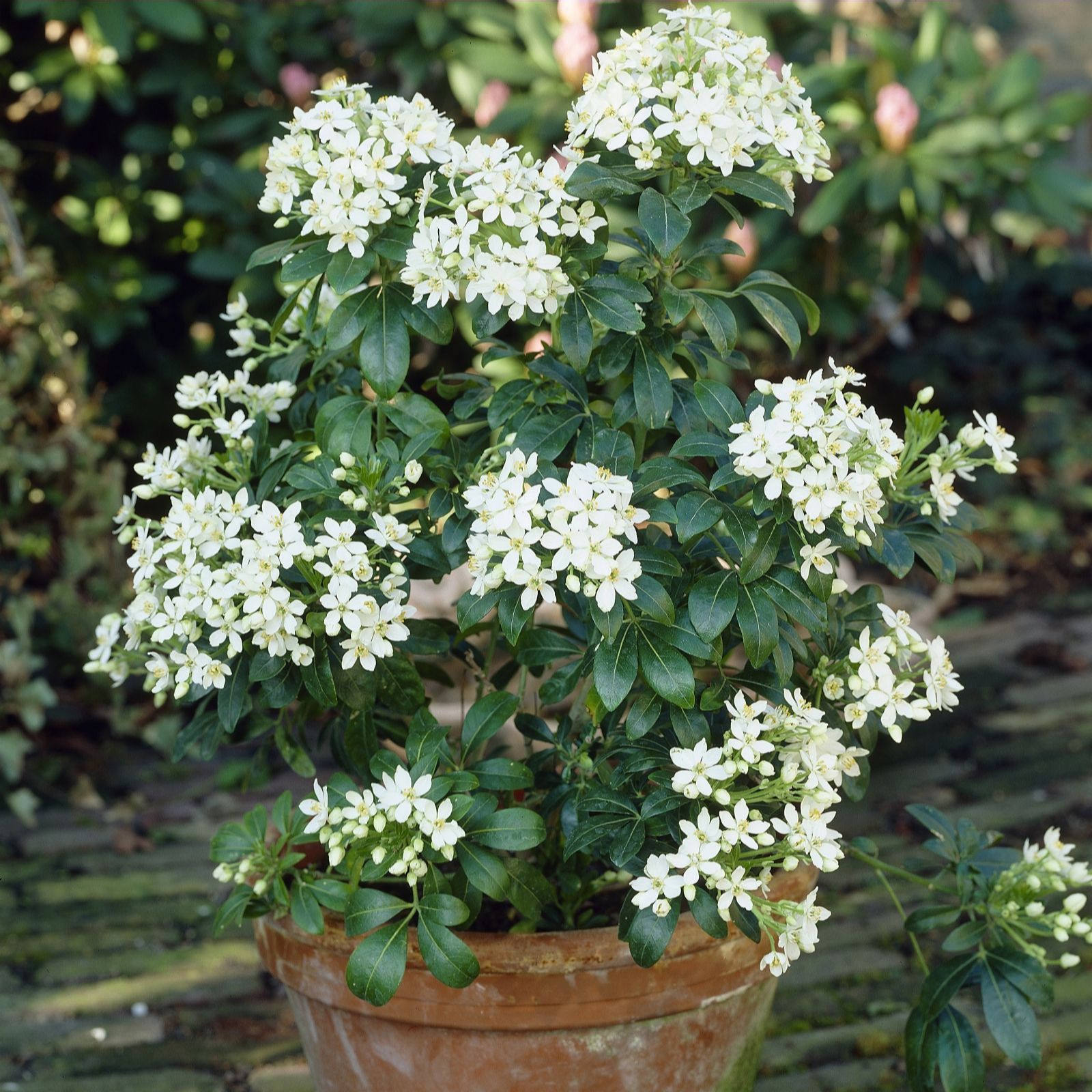 Thompson & Seasonal Collection 2 x Scented Shrubs QVC UK