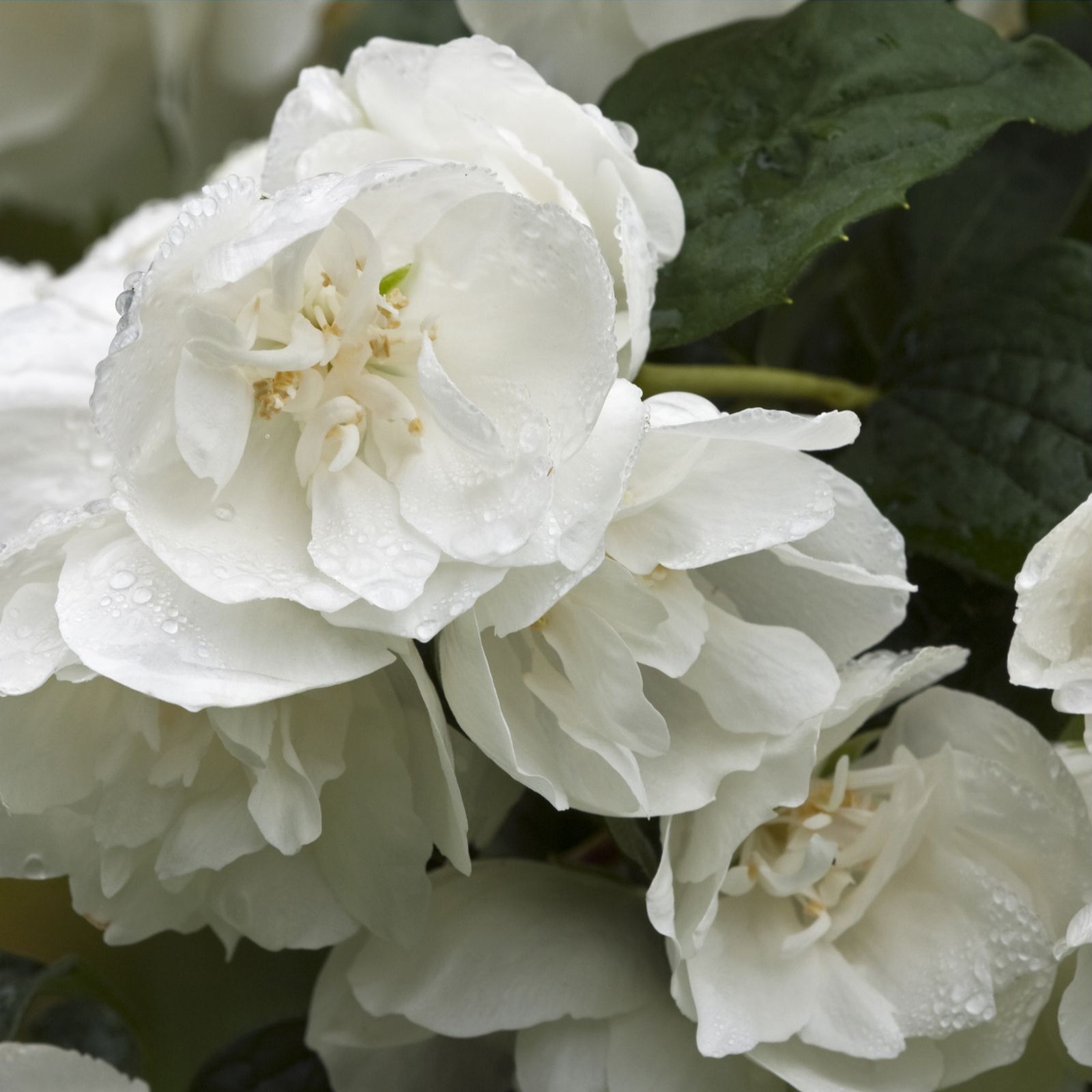 Thompson & Seasonal Collection 2 x Scented Shrubs QVC UK