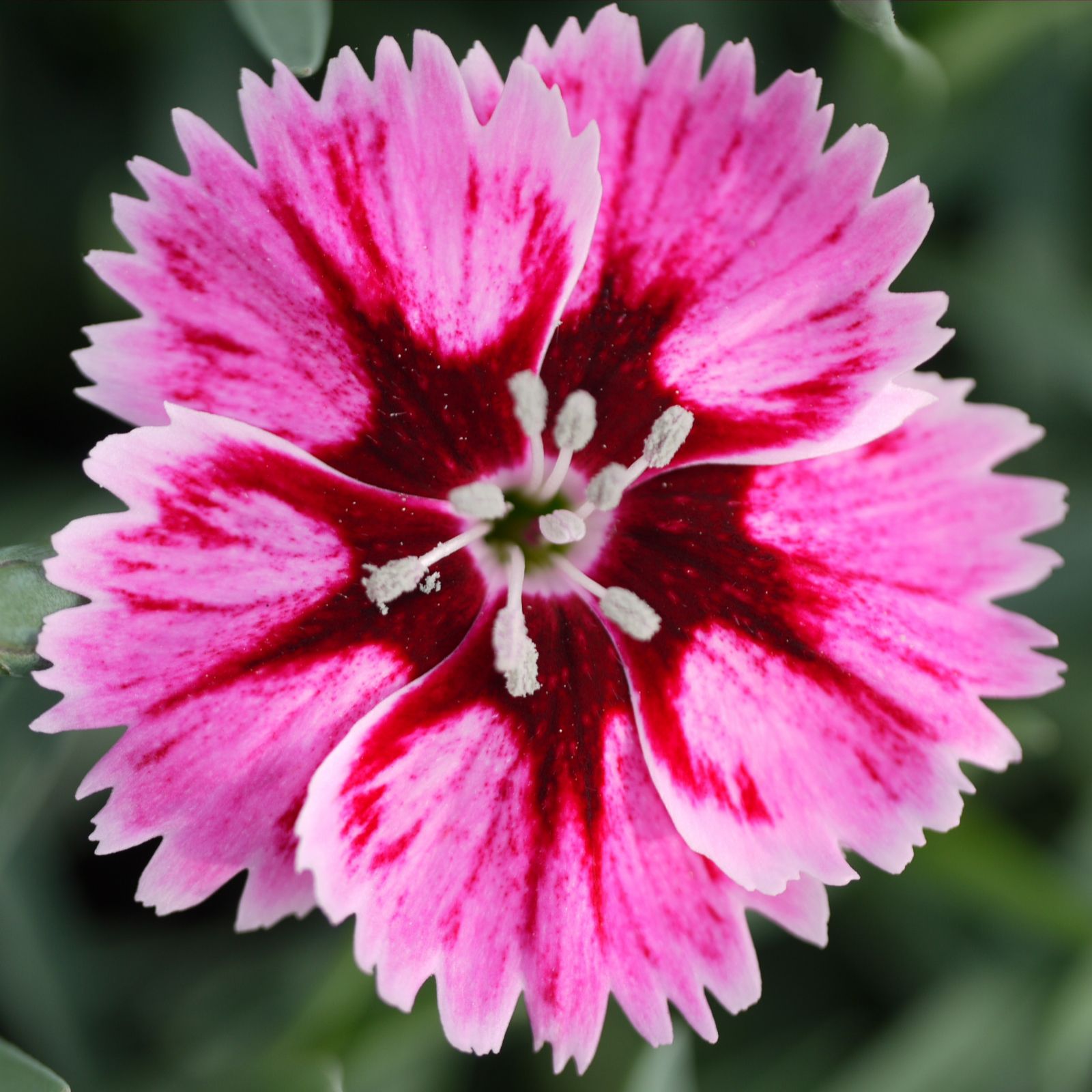 Whetman Pink 15x Star Dwarf Pinks Plug Plant Collection QVC UK