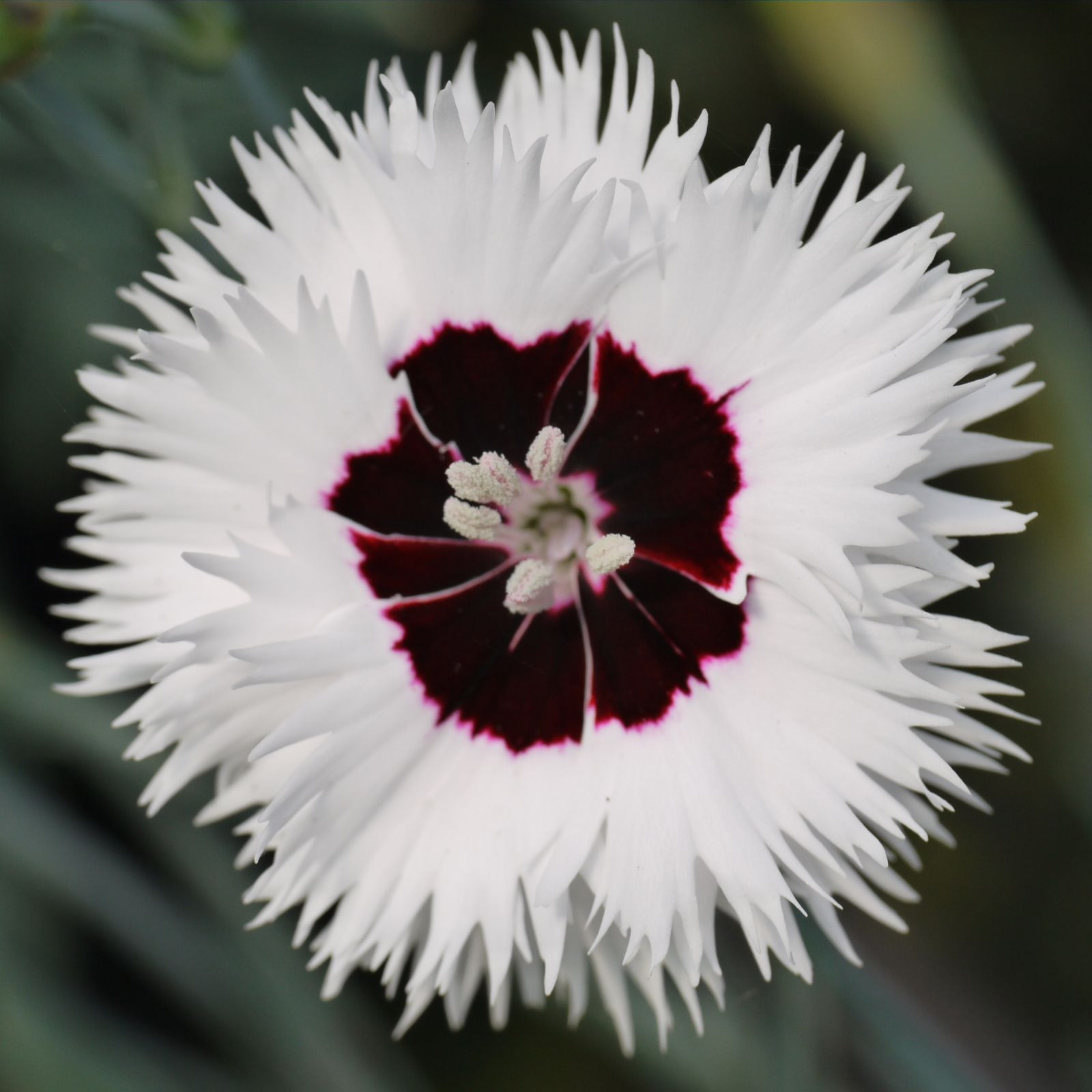 Whetman Pink 15x Star Dwarf Pinks Plug Plant Collection QVC UK