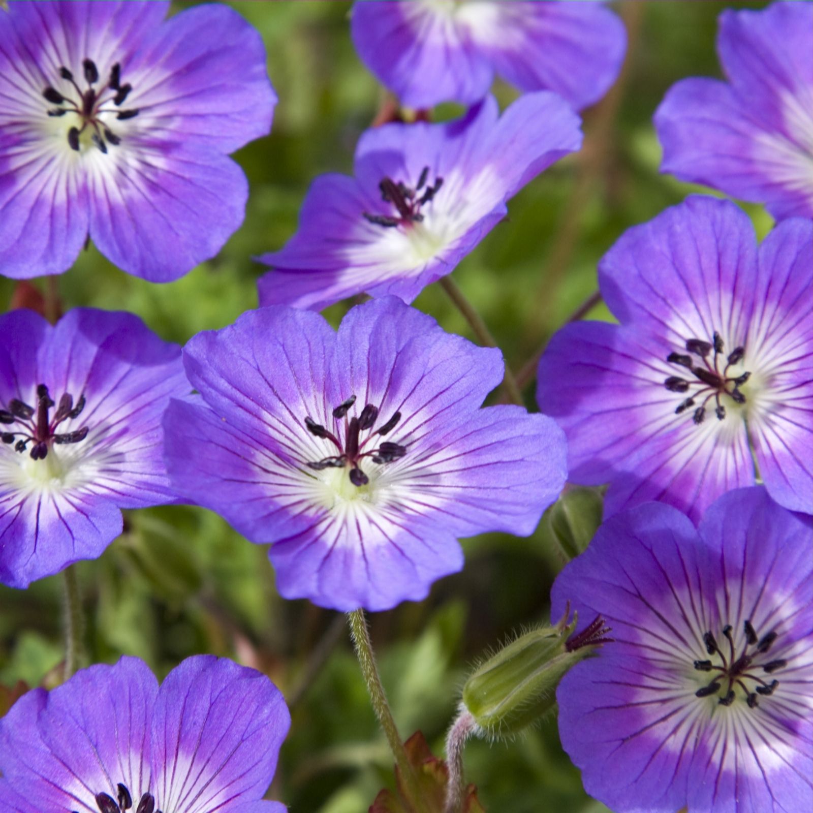 Hayloft Plants 3 x Hardy Geranium Rise and Shine 9cm Pots QVC UK